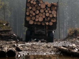 За збереження лісу та заборони проведення руйнівної реформи лісового господарства