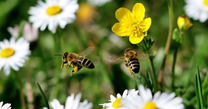 Щодо запобігання отруєння бджіл