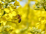 Попередження отруєння медоносних бджіл!